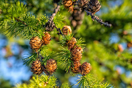 Plant, Larch thumbnail