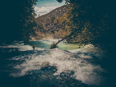 photo of green tree thumbnail