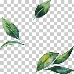 Leaf Flower Illustration, Hand-painted watercolor leaves, green leaf photo PNG clipart