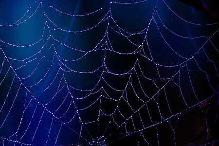 spider, web, blue, dew, drops, halloween thumbnail