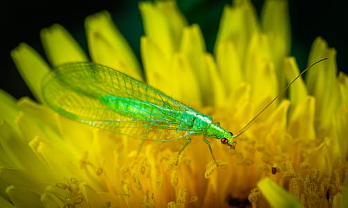 Green Dobsonfly Perched on Yellow Flower thumbnail