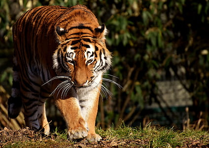 photo of tiger thumbnail