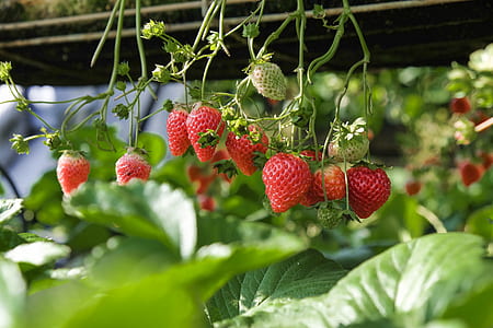 strawberry vine selective focus photography thumbnail