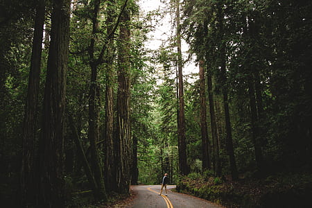 person walking across asphalt road surrounded by trees thumbnail