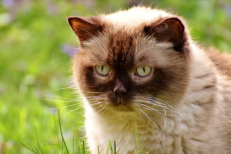 ragdoll cat thumbnail