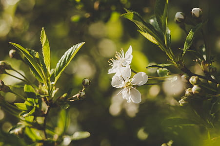 Selective Focus Photography Of White Petaled Flower thumbnail