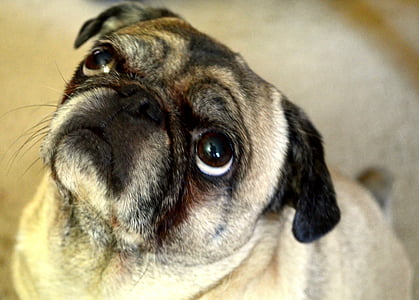 pug thumbnail