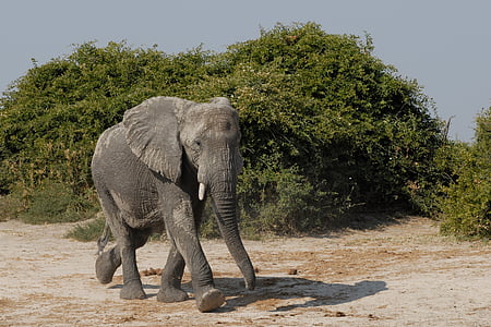 gray elephant under blue sky thumbnail