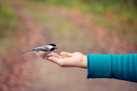 gray, black, and white finch bird perched on persons fingers with food thumbnail