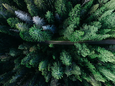 bird's-eye photo of pine trees thumbnail