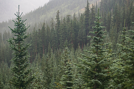green pine trees thumbnail