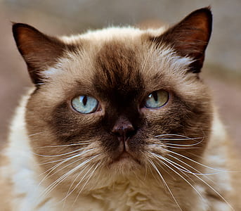 brown and white cat thumbnail