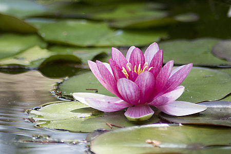 water lilies on water thumbnail