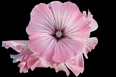 closeup photo of pink petaled flowers in bloom thumbnail