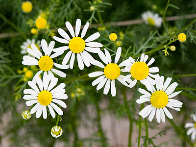 white petaled flowers closeup photography thumbnail