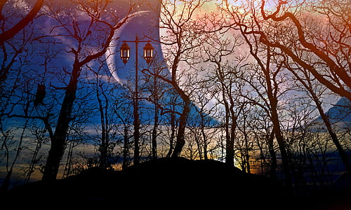 silhouette of bare trees under the moon thumbnail