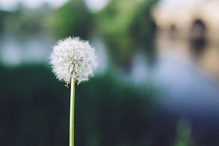 white dandelion flower in selective focus photo thumbnail