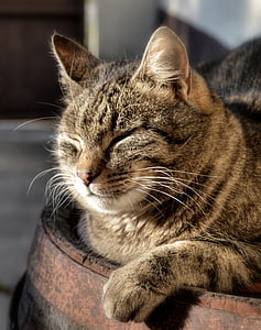 brown Tabby cat inside the barrel thumbnail