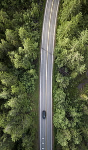 car on grey asphalt road in between green trees thumbnail