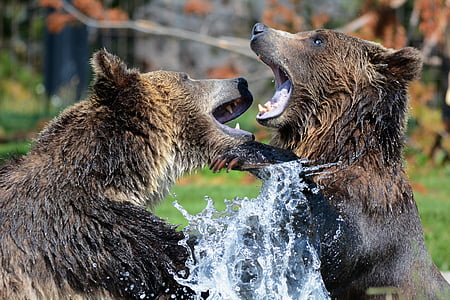two grizzly bears on body of water thumbnail