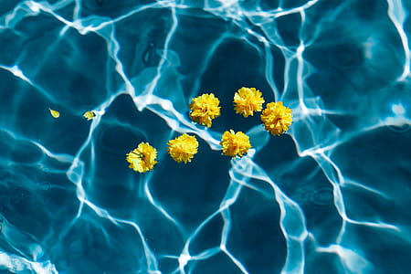 Small yellow flowers floating in the pool thumbnail