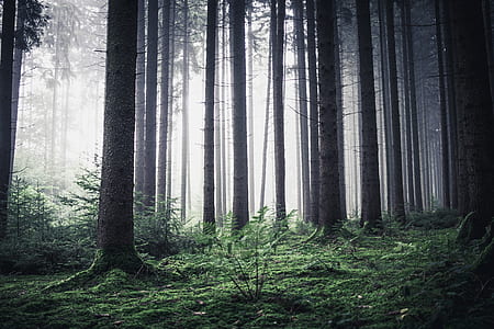trees in the forest graphic wallpaper thumbnail