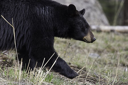 black grizzly bear during daytime thumbnail