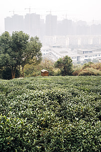 Tea plantation in Hangzhou, China thumbnail