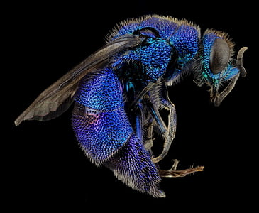 micro photography of blue bee thumbnail