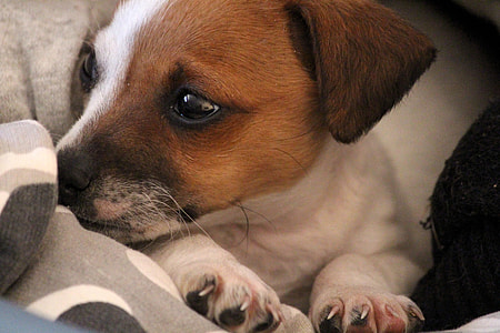 closeup photo of tan and white puppy on gray textile thumbnail