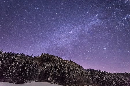 worm's eye view photography of snowy trees at night thumbnail