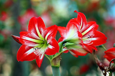 Bokeh Photo of White-and-red Flowers thumbnail