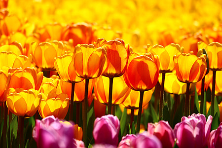 A Collection Of Yellow Tulips thumbnail