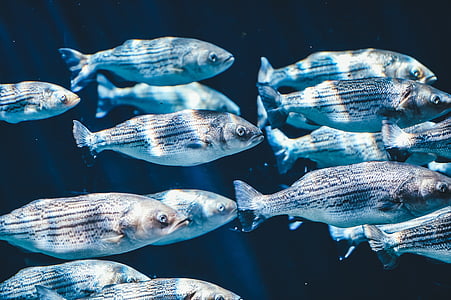 white fish lot thumbnail