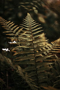 fern, autumnal, autumn, vintage thumbnail