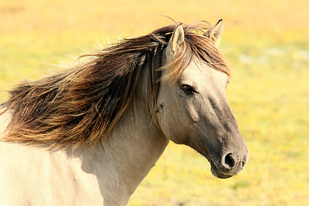 close up photo of gray horse thumbnail