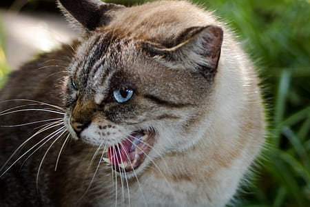 brown cat on green grass field thumbnail