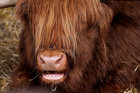 brown cow thumbnail