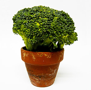 green vegetable in brown clay pot thumbnail