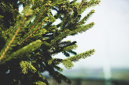 closeup photography of green pine tree leaves thumbnail