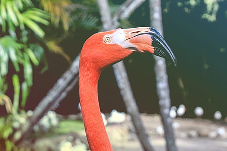 pink flamingo standing near green leaf tree during daytime thumbnail