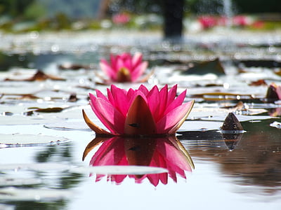 pink lotus flower thumbnail