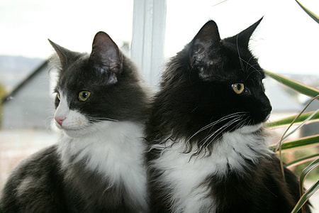 two short-haired white-and-black cats thumbnail