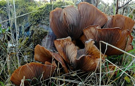 mushroom grown from trunk thumbnail