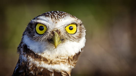 selective focus of elf owl thumbnail