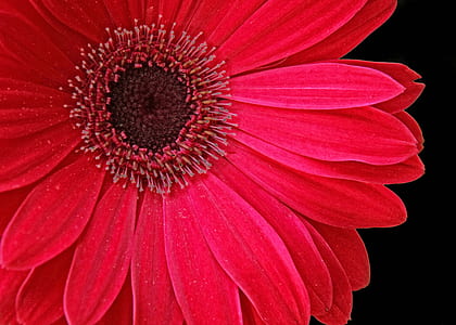 closeup photography of red petaled flower thumbnail