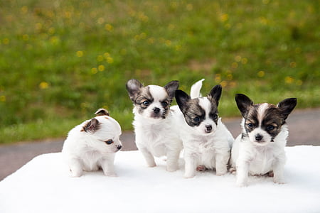 four white-and-brown shih tzu puppies thumbnail