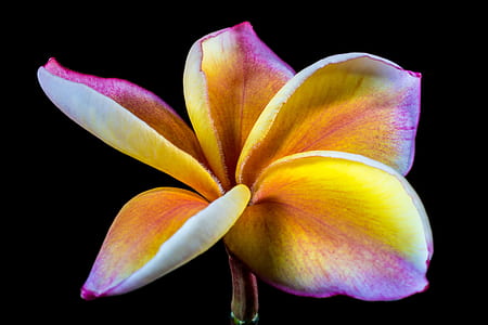yellow and purple plumeria flower in bloom thumbnail