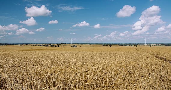 landscape, nature, sky, field thumbnail