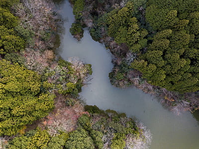 trees beside a river aerial low-angle photography at daytime thumbnail